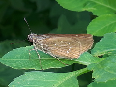 Pelopidas assamensis