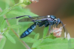 Platylabus clarus