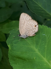 Anthene emolus goberus