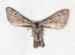 Phazaca interrupta