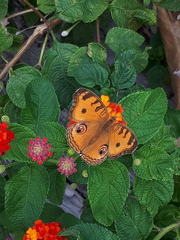 Junonia almana javana