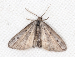 Phazaca interrupta