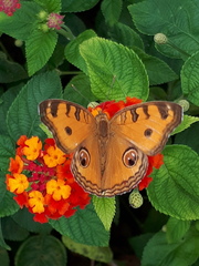 Junonia almana javana