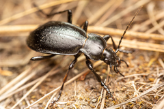 Carabus taedatus