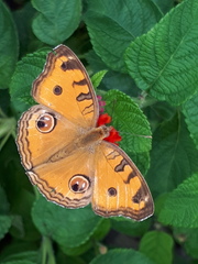 Junonia almana javana