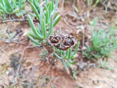 Lampranthus zeyheri