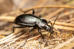 Carabus taedatus