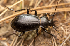 Carabus taedatus