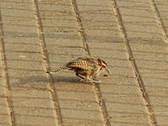Campylorhynchus brunneicapillus
