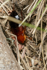 Parcoblatta fulvescens