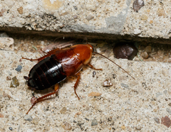 Parcoblatta fulvescens