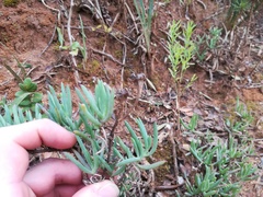 Lampranthus zeyheri