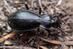 Carabus taedatus