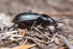 Carabus taedatus