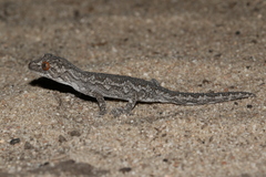 Strophurus intermedius