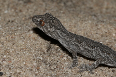 Strophurus intermedius