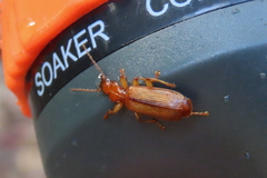 Dromiusina