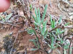 Lampranthus zeyheri