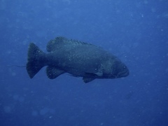Epinephelus lanceolatus