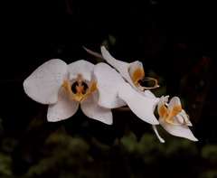 Phalaenopsis amabilis