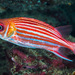Smallmouth Squirrelfish - Photo (c) zsispeo, some rights reserved (CC BY-NC-SA)