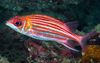 Smallmouth Squirrelfish - Photo (c) zsispeo, some rights reserved (CC BY-NC-SA)