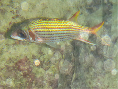 Smallmouth Squirrelfish photo 4