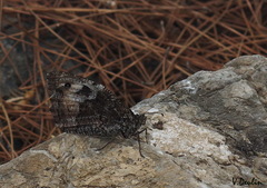 Hipparchia syriaca