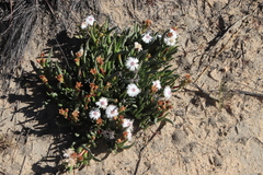 Ruschia albida