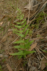 Lindsaea agatii