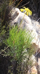 Euryops speciosissimus
