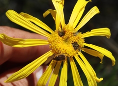 Euryops speciosissimus
