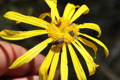 Euryops speciosissimus
