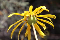 Euryops speciosissimus