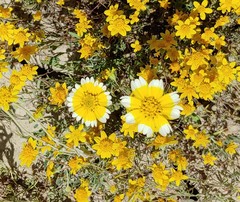 Layia munzii