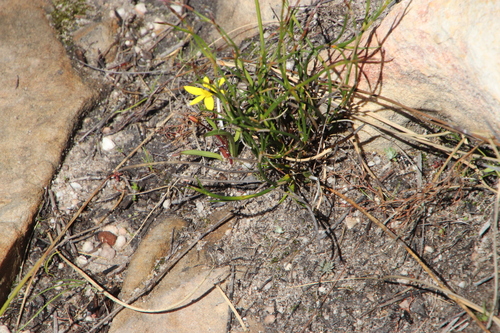 Image of Pauridia monticola by (c) Tony Rebelo, some rights reserved (CC BY-SA)