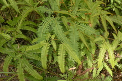 Dicranopteris linearis