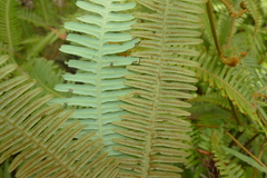 Dicranopteris linearis