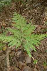 Selaginella hordeiformis