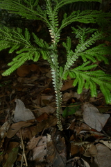 Selaginella hordeiformis