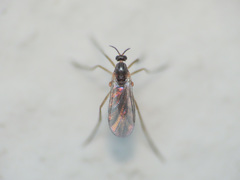 Lestremiini