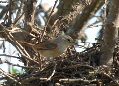 Phacellodomus sibilatrix