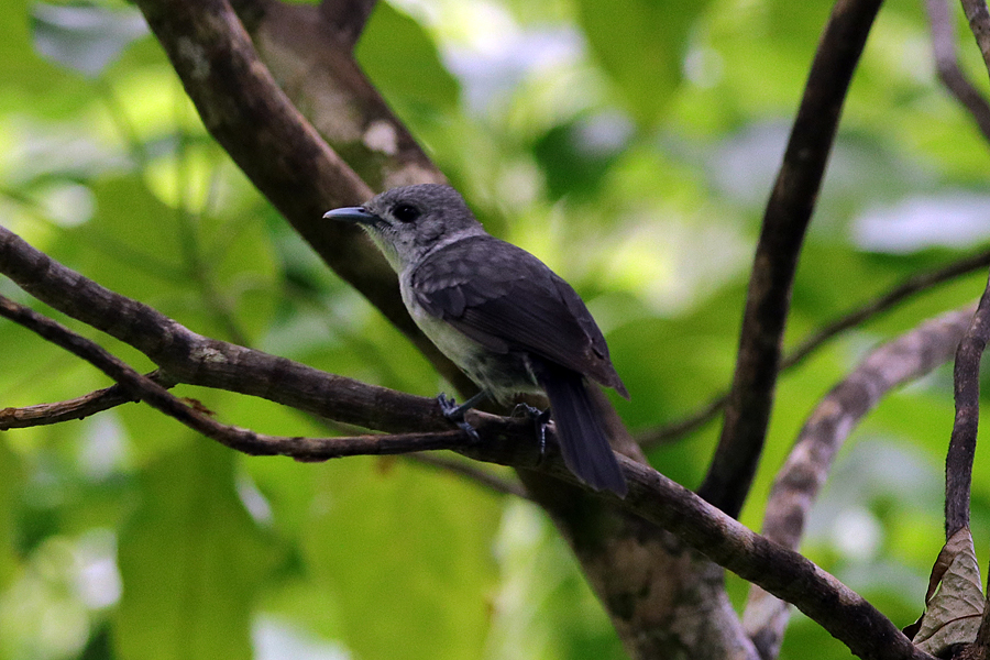 Rarotonga Monarch (Pomarea dimidiata) photo