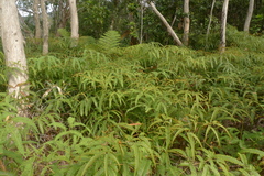 Dicranopteris linearis subferruginea