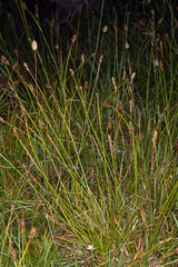 Carex integra