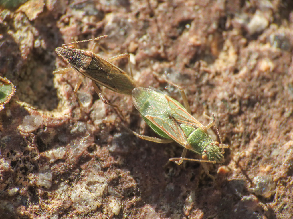 Agraphopus lethierryi