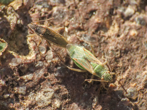 Agraphopus lethierryi