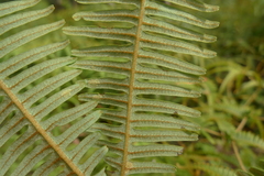 Dicranopteris linearis subferruginea
