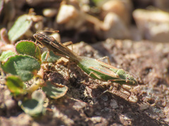 Agraphopus lethierryi