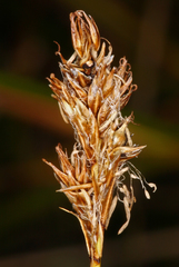 Carex integra